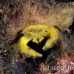 crab_sponge_shr_tam_h_0030_bal6403.jpg